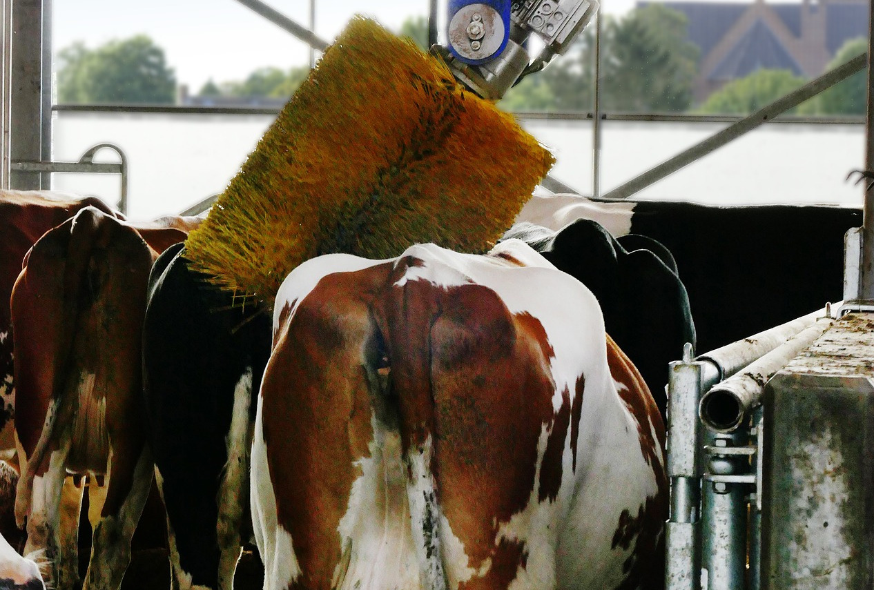 cows-7020914_1920_Fran_Dekkers